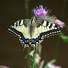 Papilio machaon1